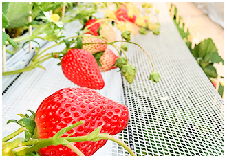 やまちゃんファーム「いちご畑」