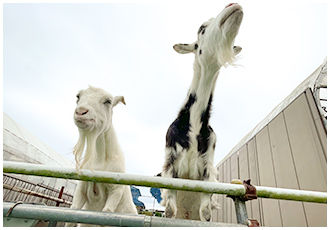 やまちゃんファーム「いちご畑」